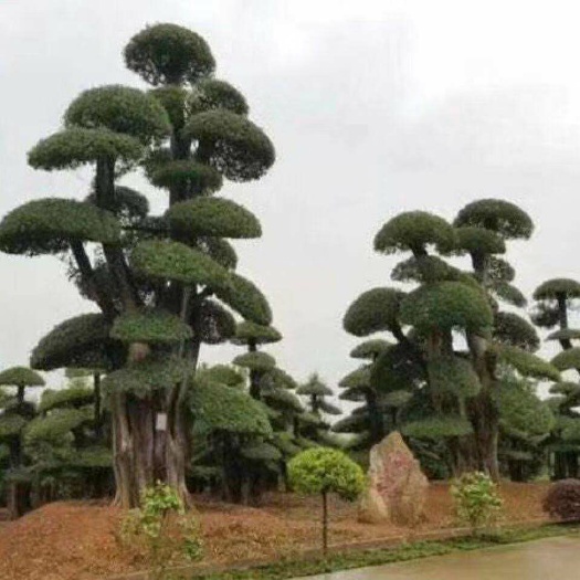 京山市 对节白蜡树形美，易造型，耐修剪，好种植