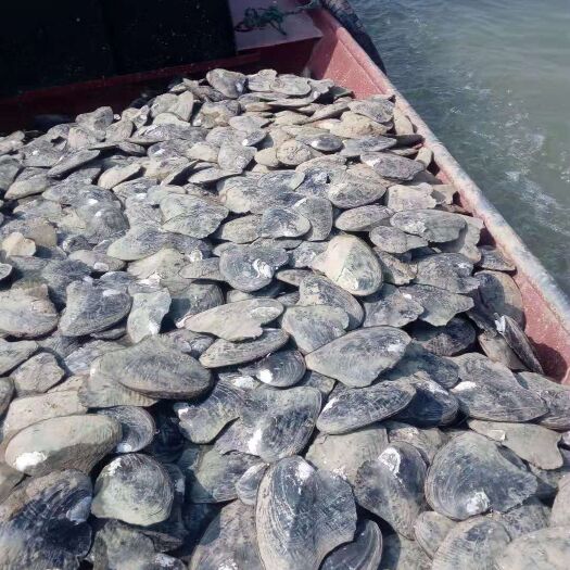 鄱阳县褶纹冠蚌 鄱阳湖的三角蚌通货1-3斤