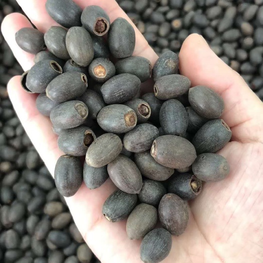 观赏荷花种子池塘莲藕种籽荷花盆栽水养睡莲四季开花大莲花水培