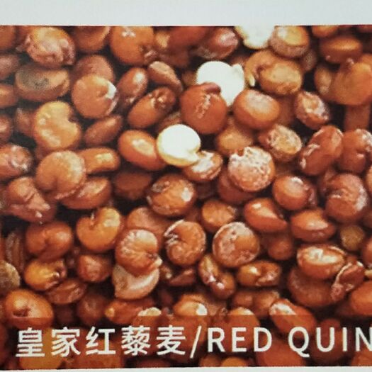 大连 玻利维亚皇家藜麦