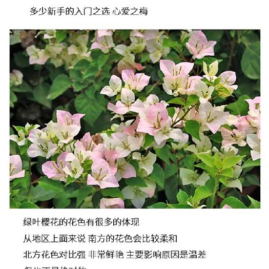 高州市绿樱三角梅 绿叶樱