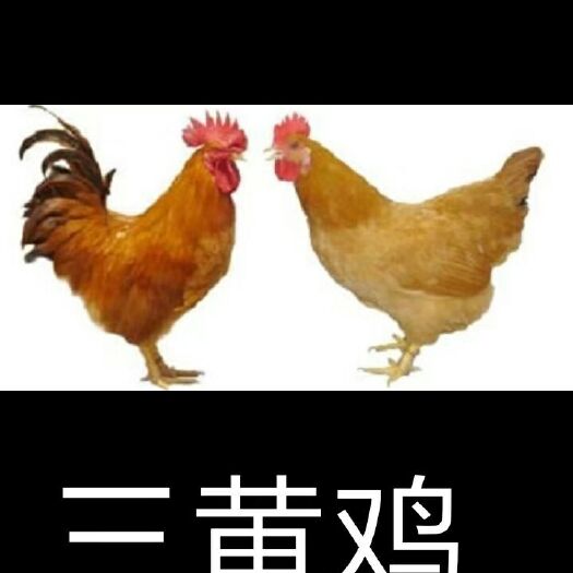 南宁 三黄鸡苗