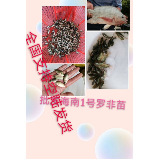 肇庆新吉富罗非鱼 海南1号、吉奥罗非苗
