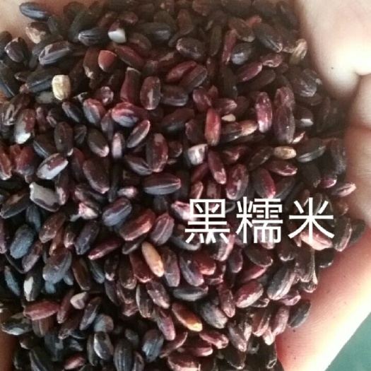 宾阳县 黑糯米