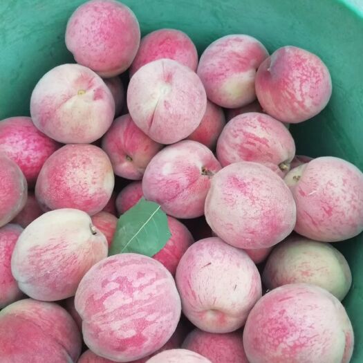 凯特杏苗 杏树，凯特杏