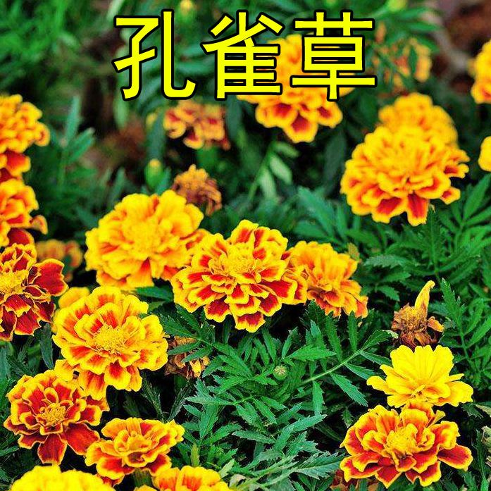 沭阳县孔雀草种子 孔雀草种孑四季种植花卉种子花海打造庭院阳台盆栽花