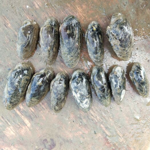 沙洋县翡翠贻贝 新鲜淡水贻贝
