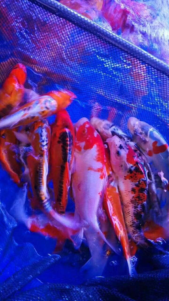  出售，丹顶丶红白丶秋翠丶日本锦鲤