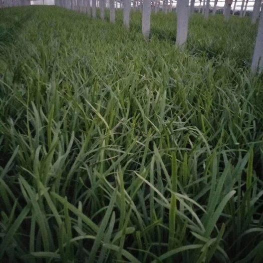 韭菜