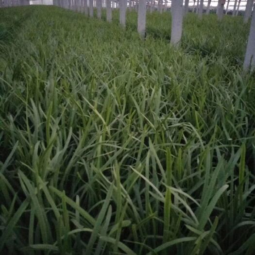 滑县韭菜