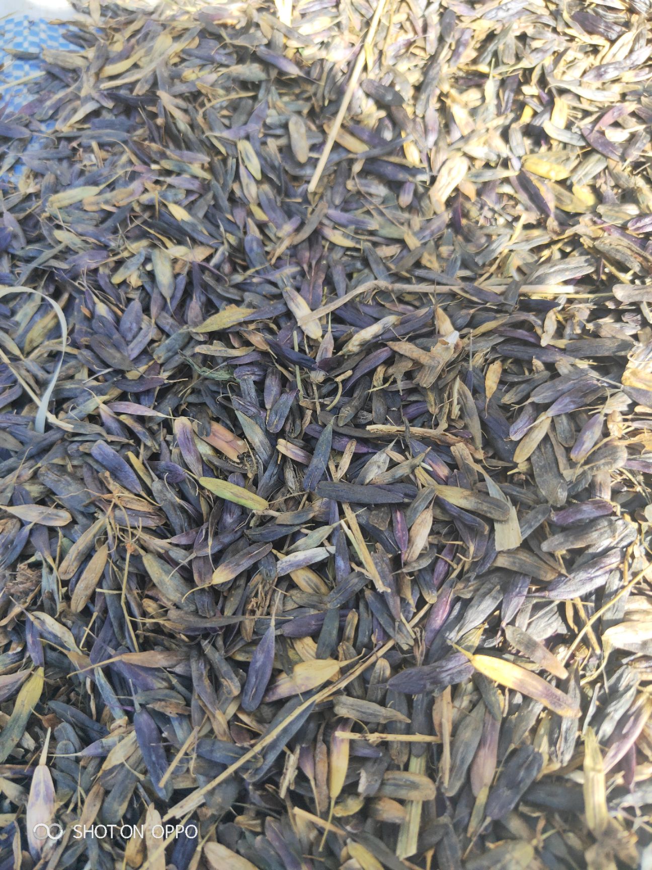 板蓝根种子