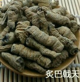 安国市巴戟肉抽芯｛选统｝（生制） 规格齐全   一公斤起包邮