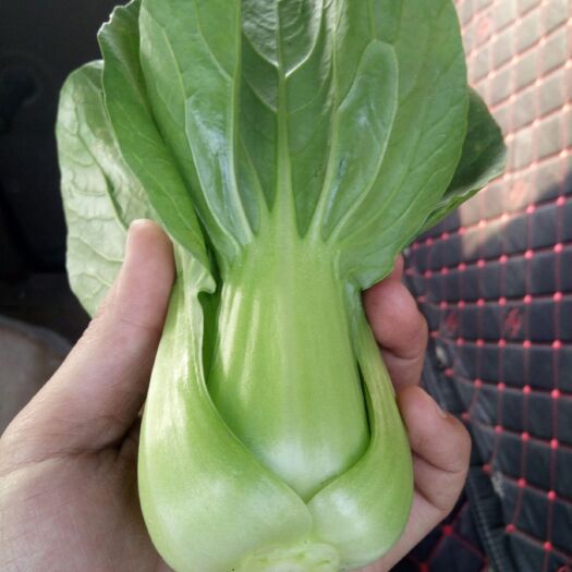 绵竹市上海青 8 ~10cm