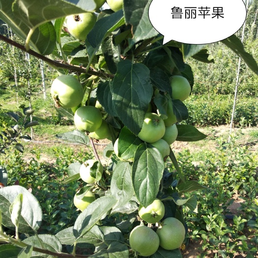 泰安 鲁丽苹果苗哪里的好