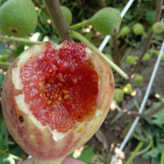 泰安波姬红无花果苗  无花果苗波姬红无花果树苗
