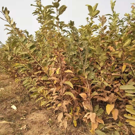 平邑县大红袍板栗苗 嫁接苗 1~1.5米