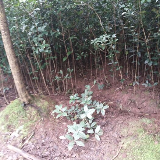 普通桂花树 桂花