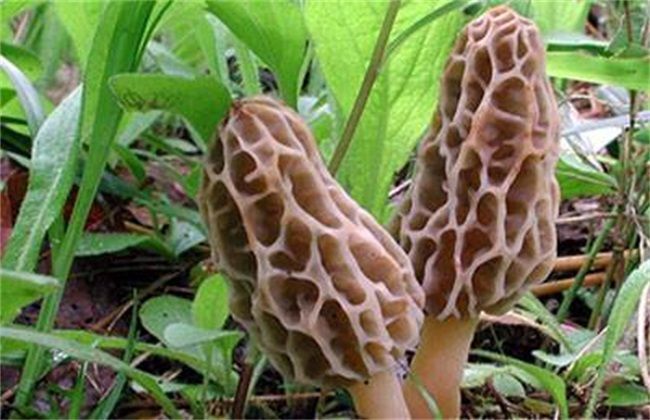 曹县羊肚菌菌种