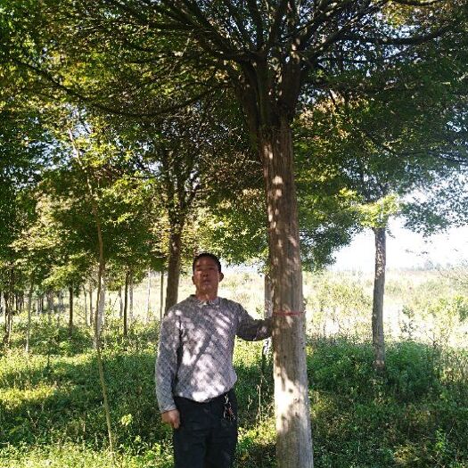 全州县日本红枫 本园林有大量不同品种的红枫，自家种植，价格优惠