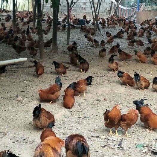 东方市 10个月以上的五谷杂粮鸡，味道好口感好