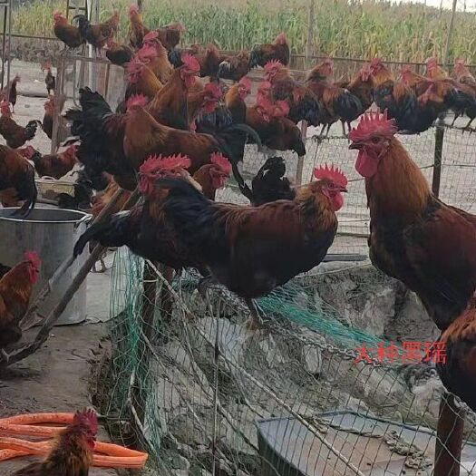 广州黑瑶鸡苗 大种黑瑶公