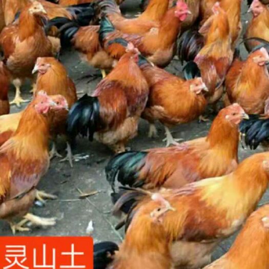 南宁 土鸡苗