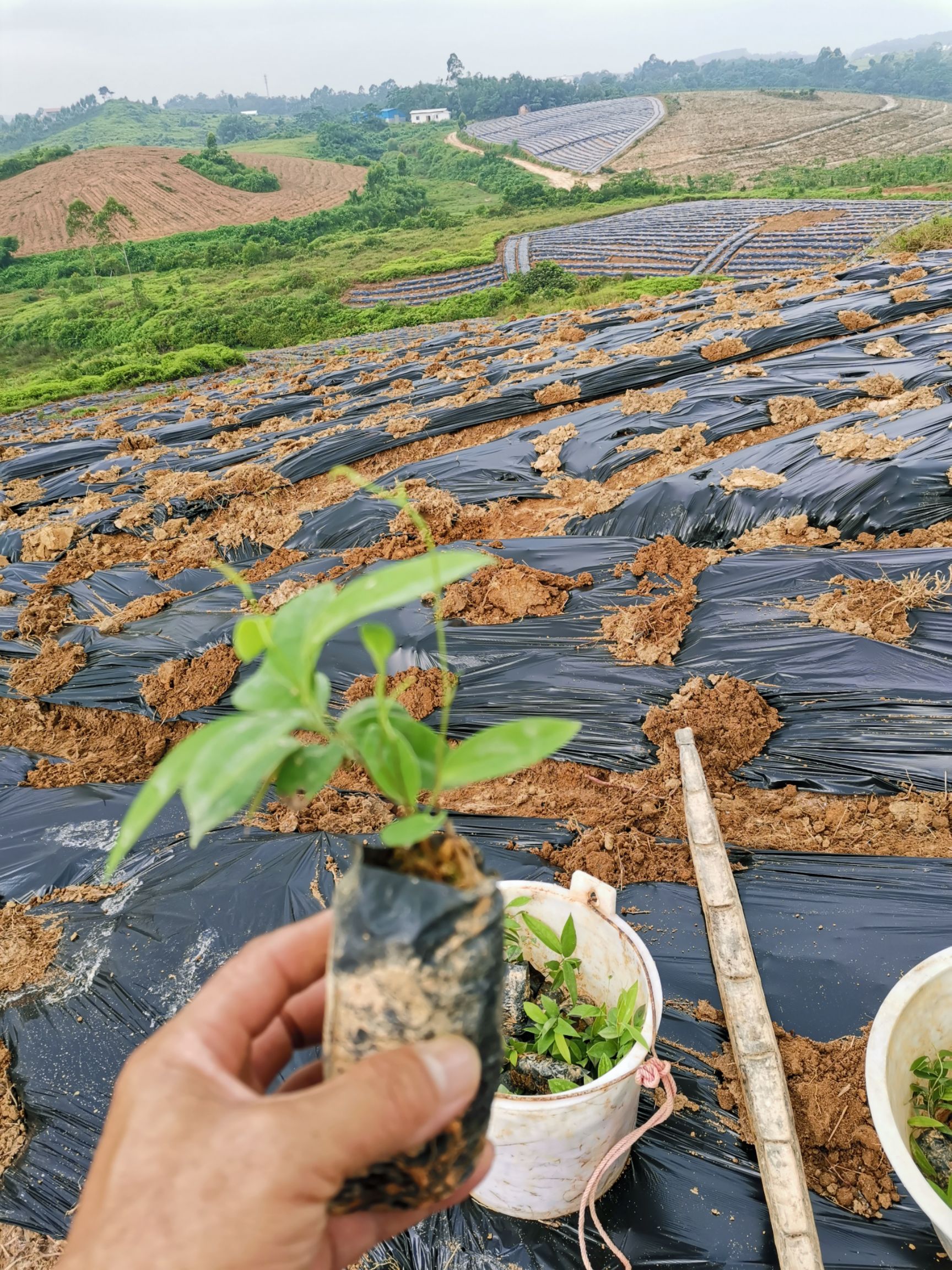 广东土茯苓种植基地图片