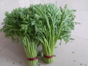 贺兰县 精品茼蒿