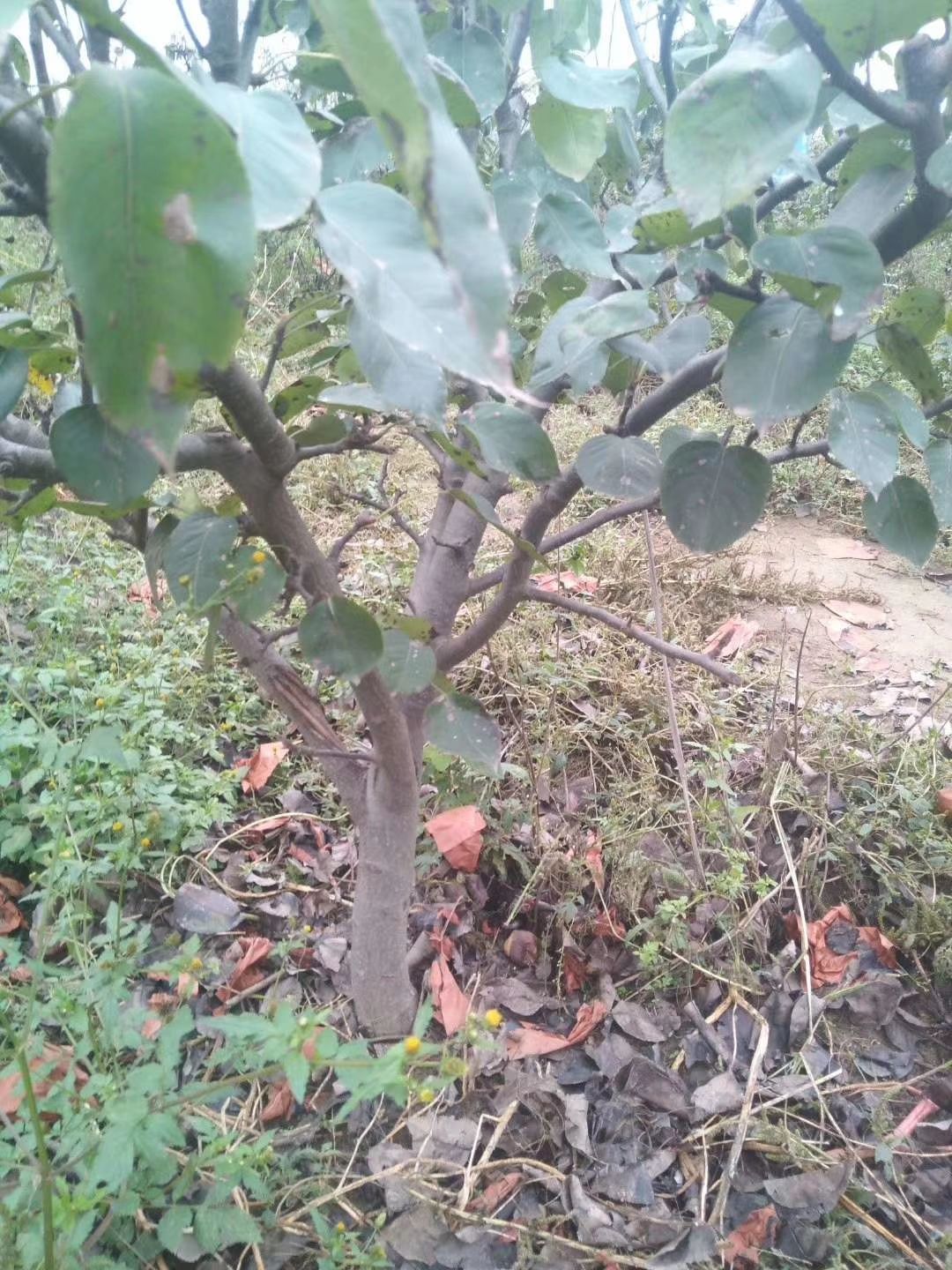 晚秋梨树苗 占地梨树
