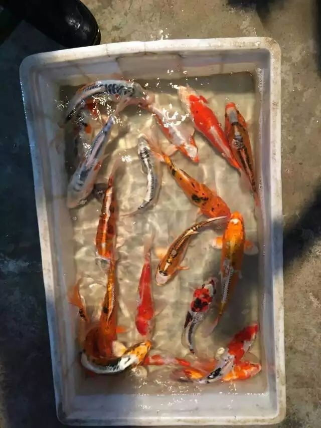  出售，丹顶丶红白丶秋翠丶日本锦鲤