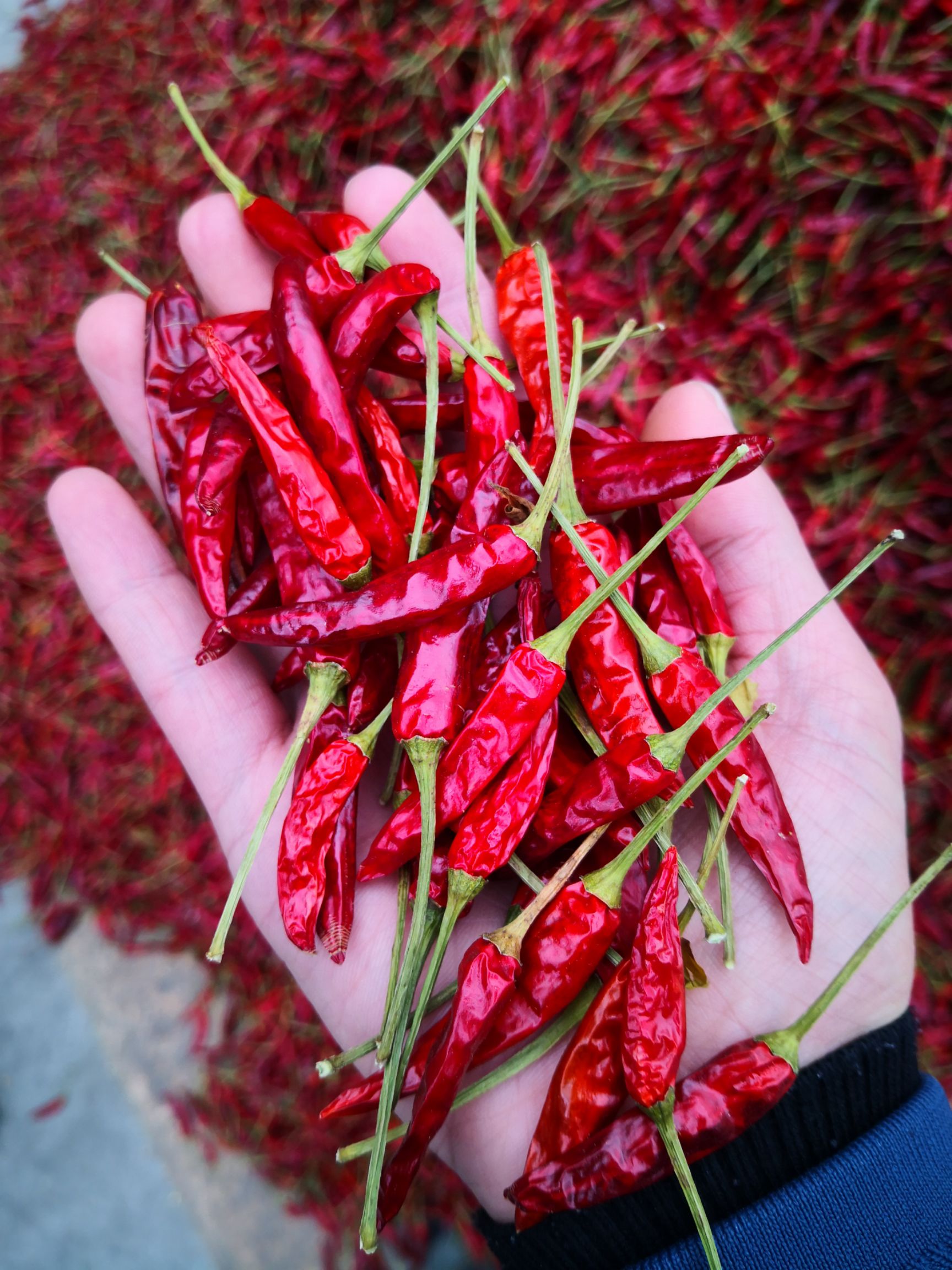 朝天椒干辣椒 遵义特产满天星，香辣小米椒