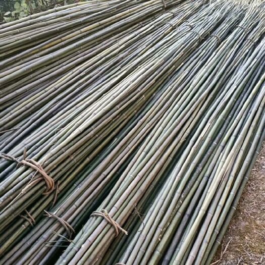 横峰县 供应小山竹，班竹，毛竹，各种竹子，批发欢迎前来参观价格好说