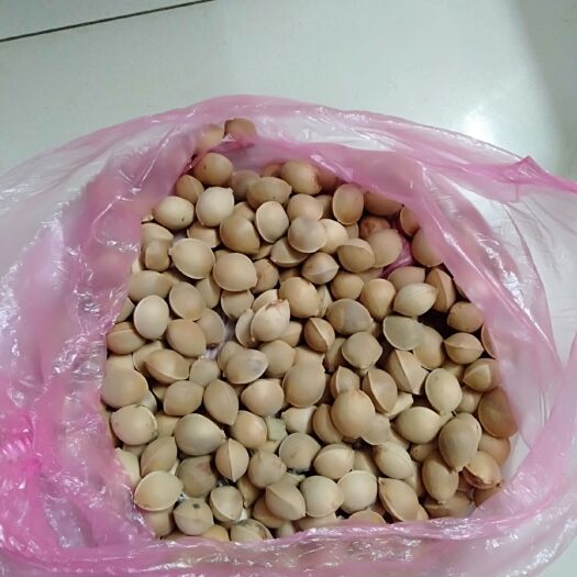 麻城市 自己家里面种的几棵白果树。有需要的联系我。
