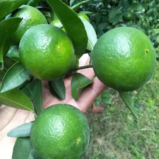 永福县 清香橘，30起步，要价2.2
