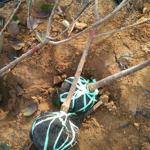  矮化樱桃苗批发栽植基地