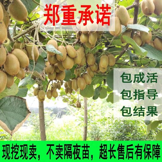 平邑县 红心猕猴桃苗，红心，黄心，绿心都有，多个品种，死苗补发。