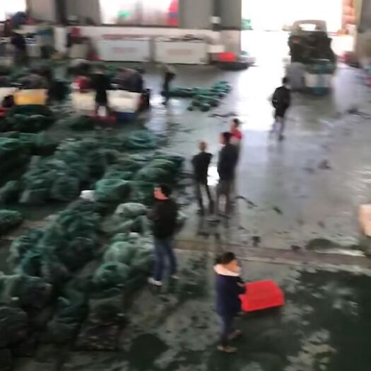 洪湖市 洪湖大闸蟹，清水蟹