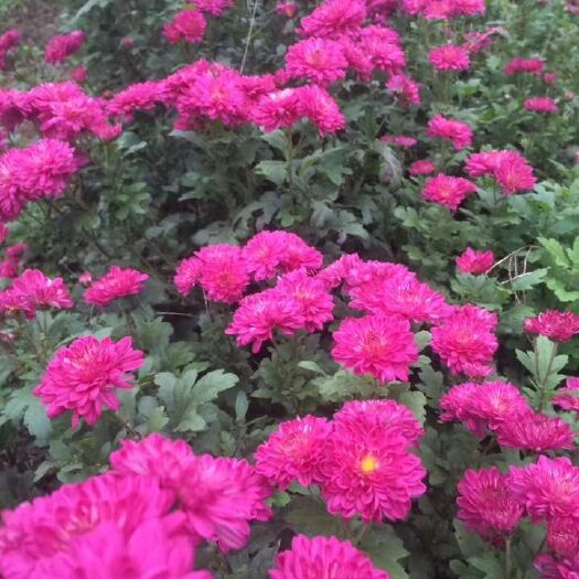 四季菊种苗 四季菊花种苗全年开放花苞供应颜色多盆栽盆栽花卉