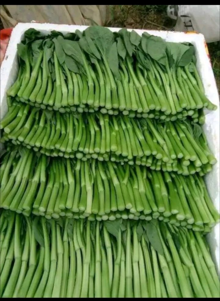  上海青，小白菜，菜心