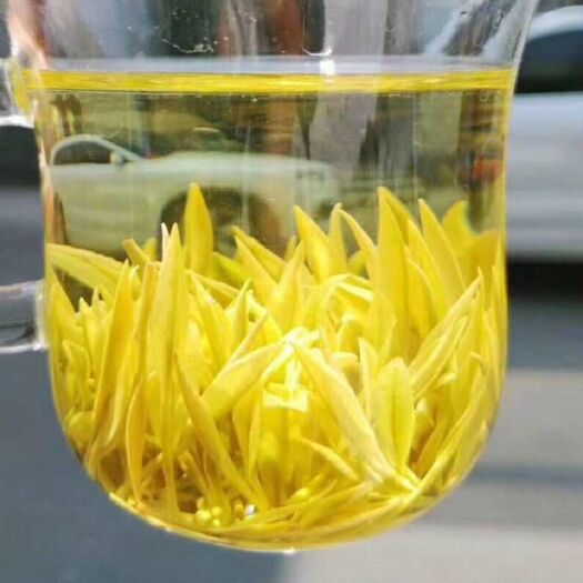 德清县安吉黄金叶茶 安吉，黄金叶茶苗