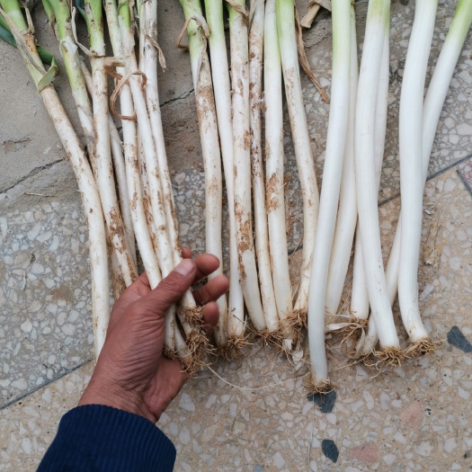 新野县长白大葱 30~50cm 毛葱