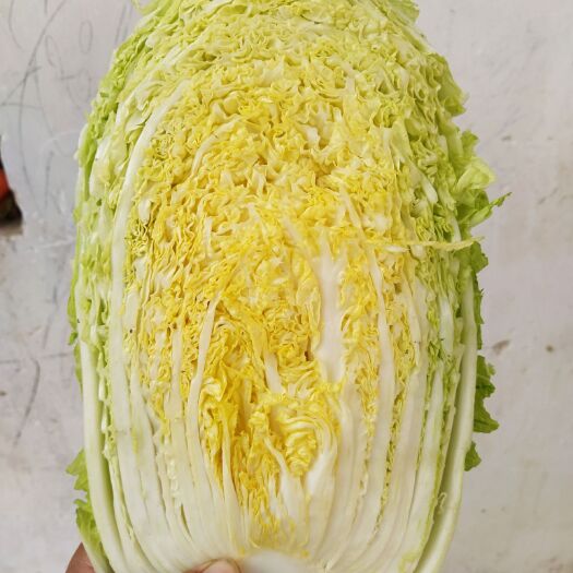 夏邑县 黄心白菜