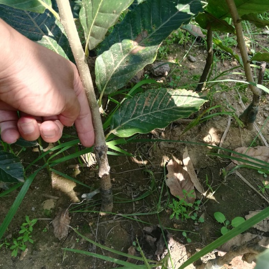 泰安大红袍板栗苗 板栗苗 板栗嫁接苗