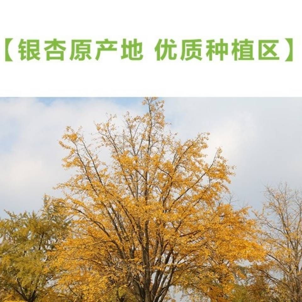 银杏干果  广西桂林种出来的千年银杏果