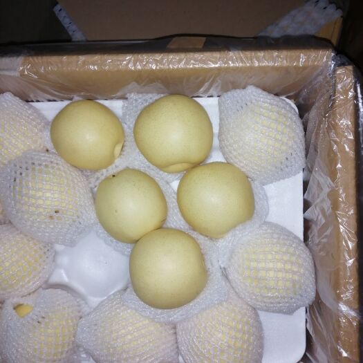赵县 河北新鲜皇冠梨大量出库