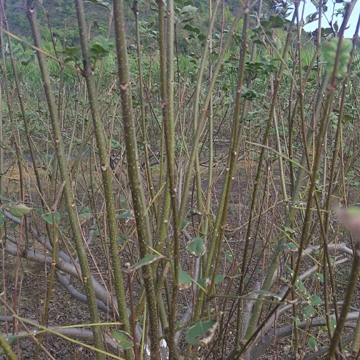 柳城县优良高产量中花吴茱萸枝条出售