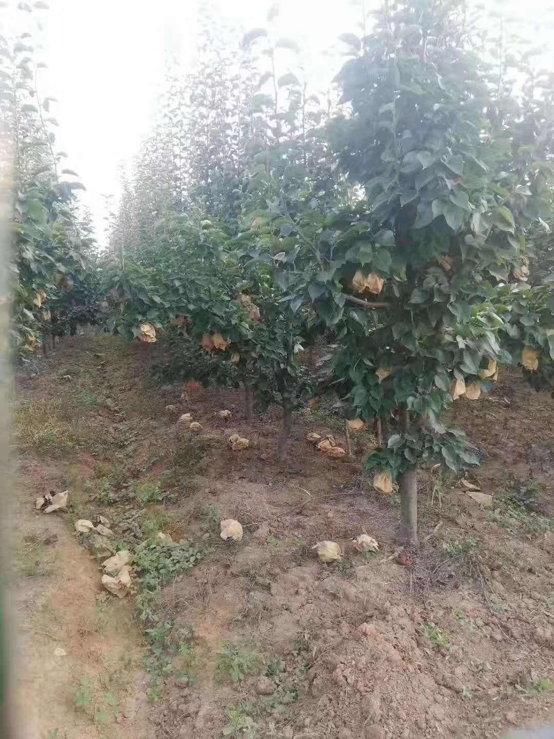 晚秋梨树苗 占地梨树