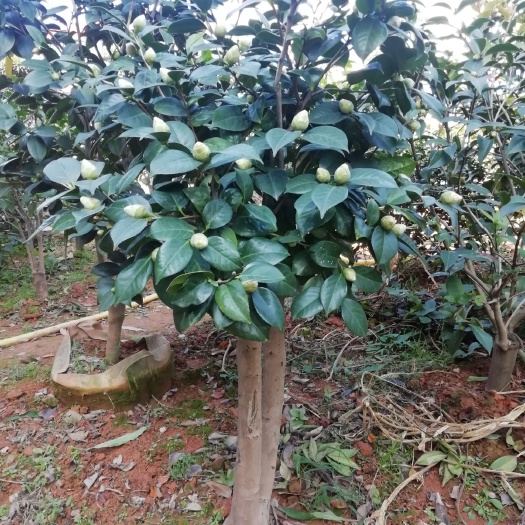 浏阳市 苗圃直销精品嫁接茶花优质新品多花多色量大从优批发供应