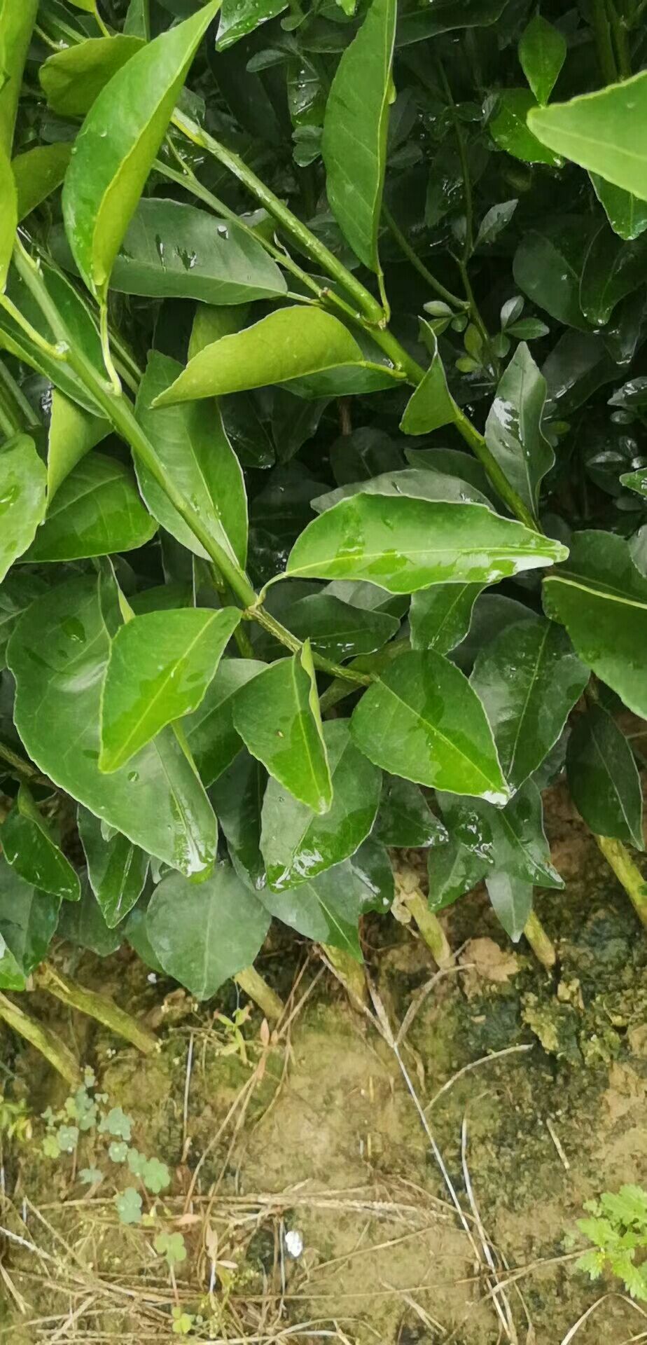 宫本特早蜜桔苗 优质夏橙苗！宫本一号，脆皮橘，脆密金柑！自育苗场！一手货源！