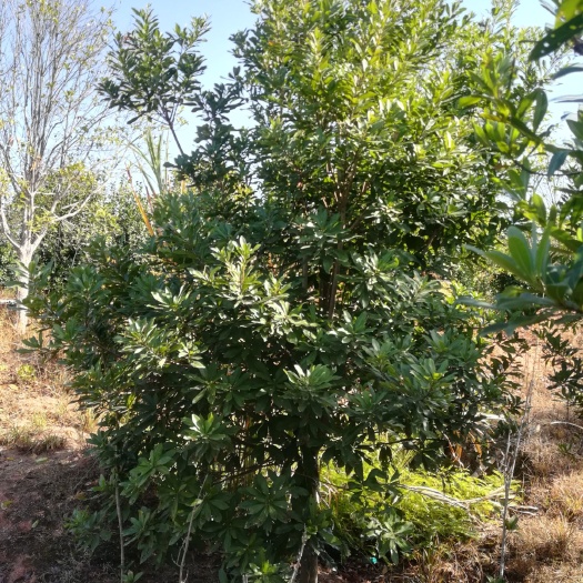 奉新县 6公分杨梅树